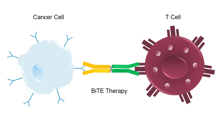 Cancer cell - T Cell - BiTE therapy